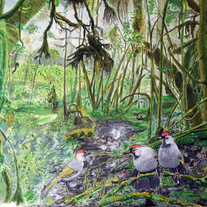 Chestnut-capped Laughingthrushses on Doi Inthanon