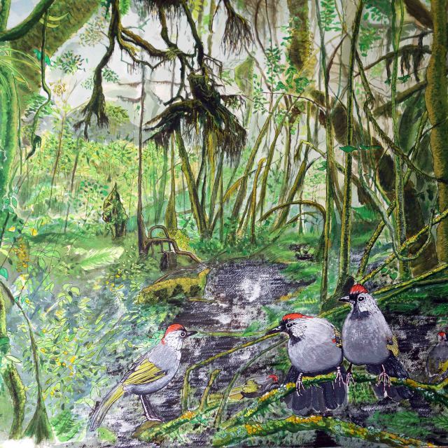 Ang Ka Nature Trail – Doi Inthanon