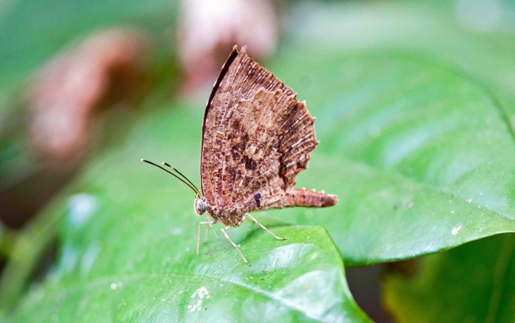 The Crenulate Darkie (Allotinus drumila apthonius)