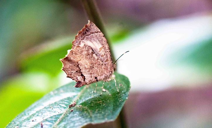 The Crenulate Darkie (Allotinus drumila apthonius)
