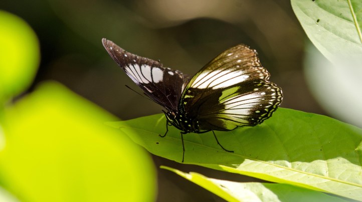 The Sulawesi endemic egg-fly, Hypolimnas diomea Hewitson, 1861