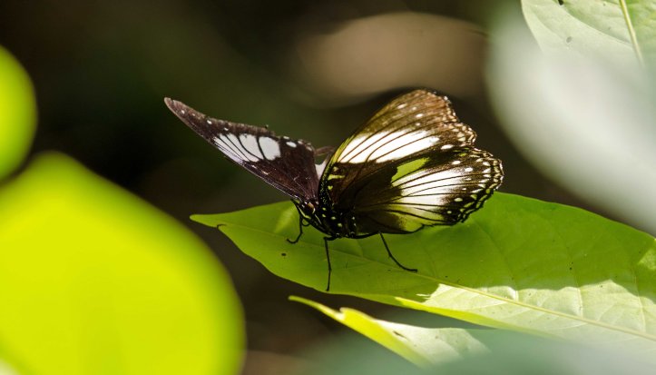 Hypolimnas diomea female on leaf 
