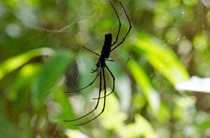 Golden silk orb-weaver spider (Nephila sp.) showing the large black female, and the tiny red male to the right.