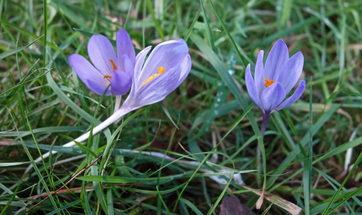 Autumn crocus (Crocus serotinus) 