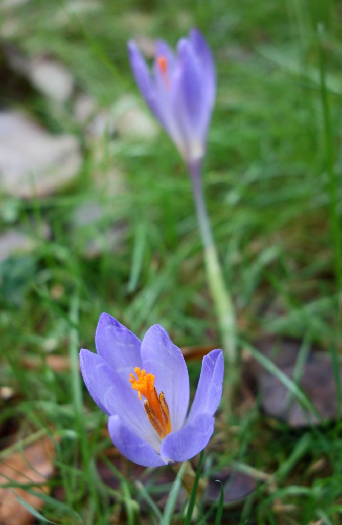 Autumn crocus (Crocus serotinus)