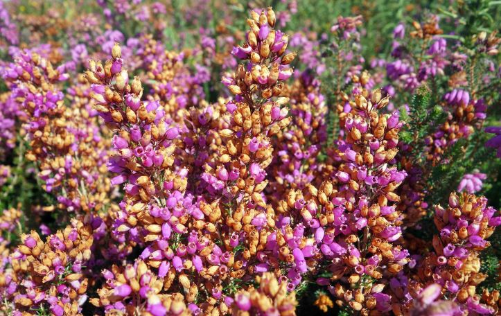 Heather showing some of the tiny flowers in bloom and others having flowered and died.