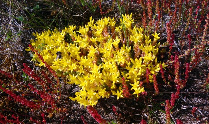  Biting stonecrop (Sedum acre)