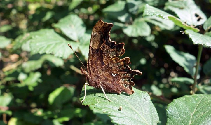  Comma (Polygonia c-album) male