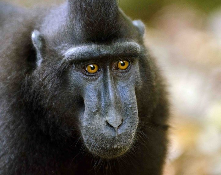 Black Crested Macaque (Macaca nigra)