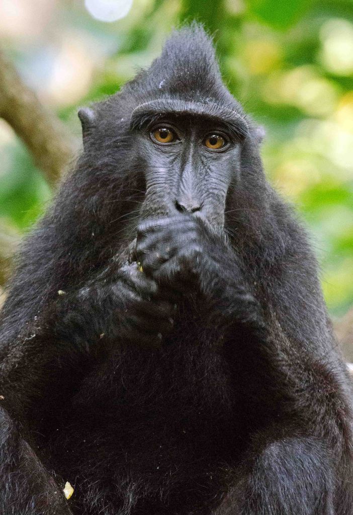 Crested black macaque eating a piece of fruit.