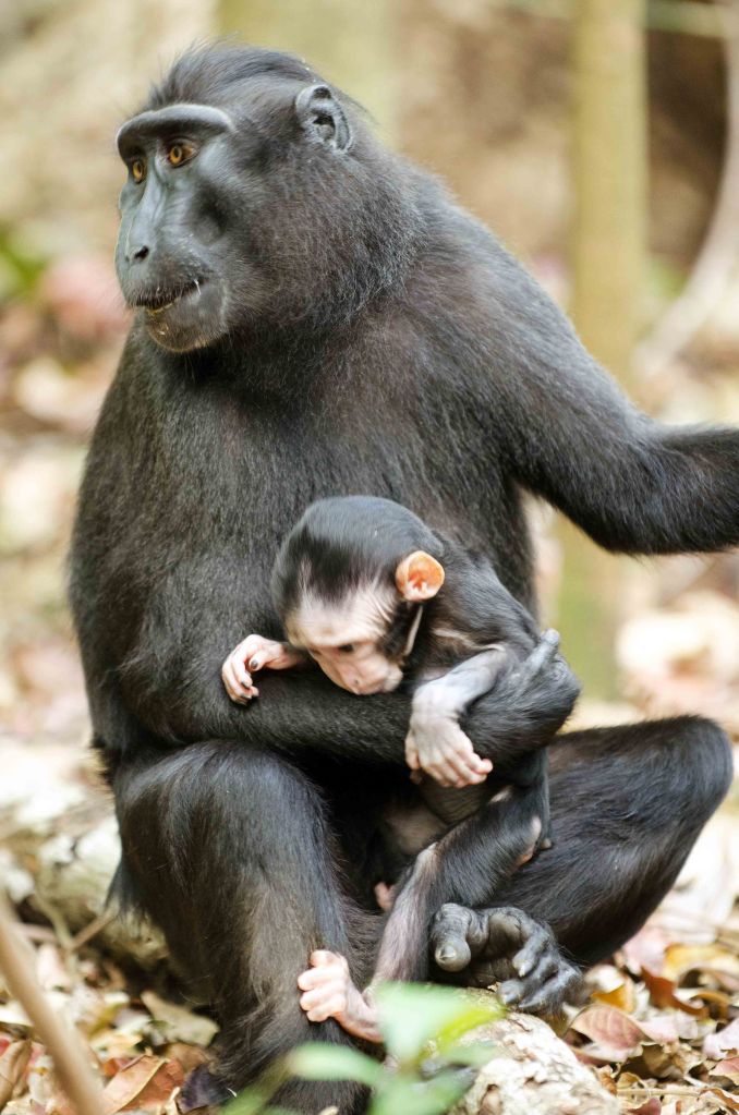  Crested black macaque mother and infant 