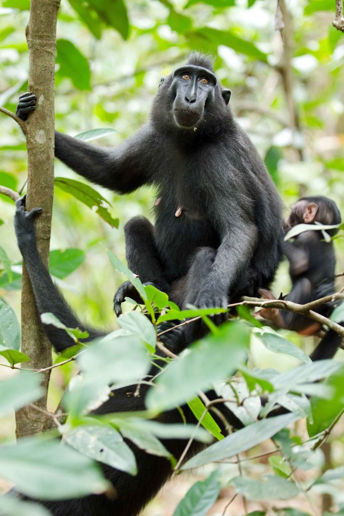 Crested-black macaque mother and infant