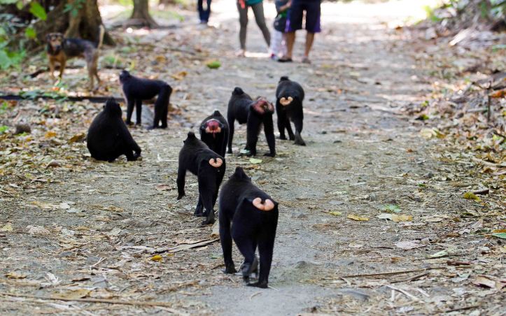 Crested-black macaques on the road through the park at Tangkoko NP.