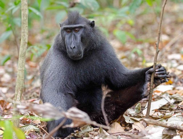 Dominant male  crested black macaque in Tangkoko Nature Reserve, Sulawesi, Indonesia.