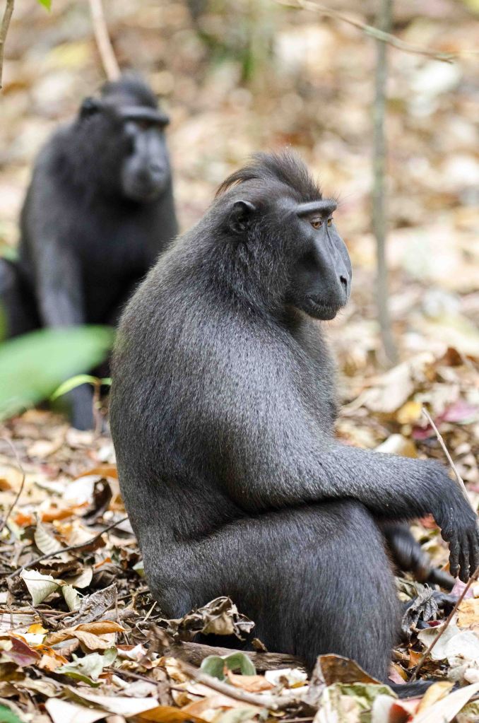 Dominant male crestedblack macaque 