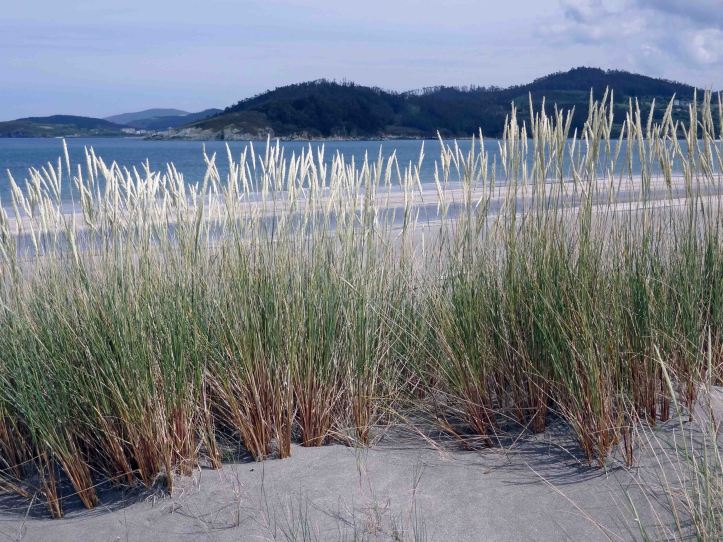 European Marram Grass (Ammophila arenaria) behind the Mazouros beach