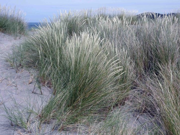 European Marram Grass (Ammophila arenaria) binding together the dunes behind Morouzos beach