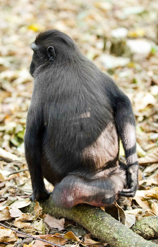  Female crested-black macaque with swollen backside