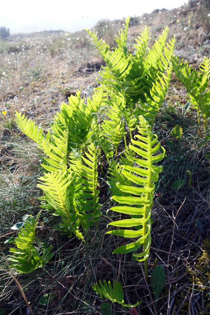  Ferns in dunes on Mozouros beach.
