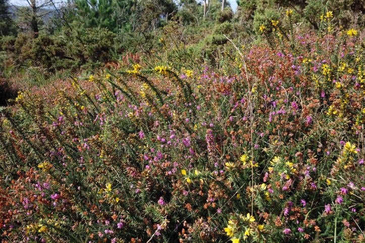 Heather and gorse