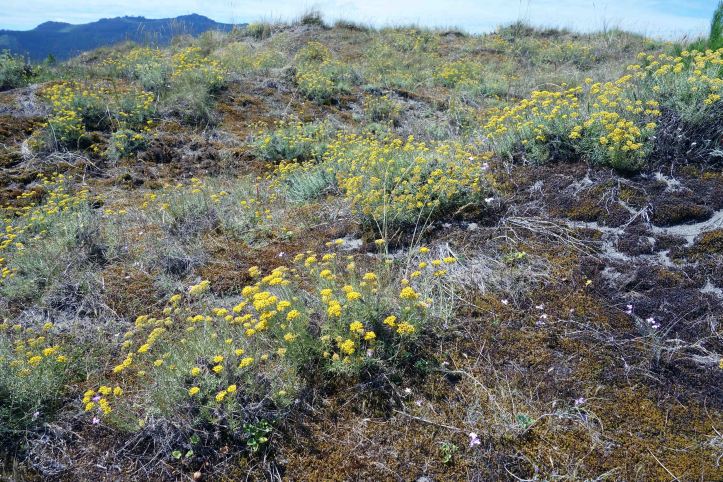 Helichrysum italicum spp serotinum on Mozouros dunes in July (note dryness of the vegetation)