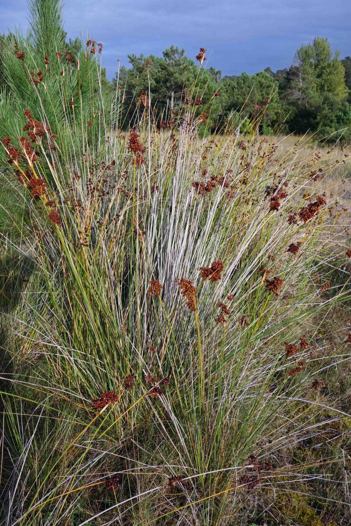 Sea rush, Juncus maritimus