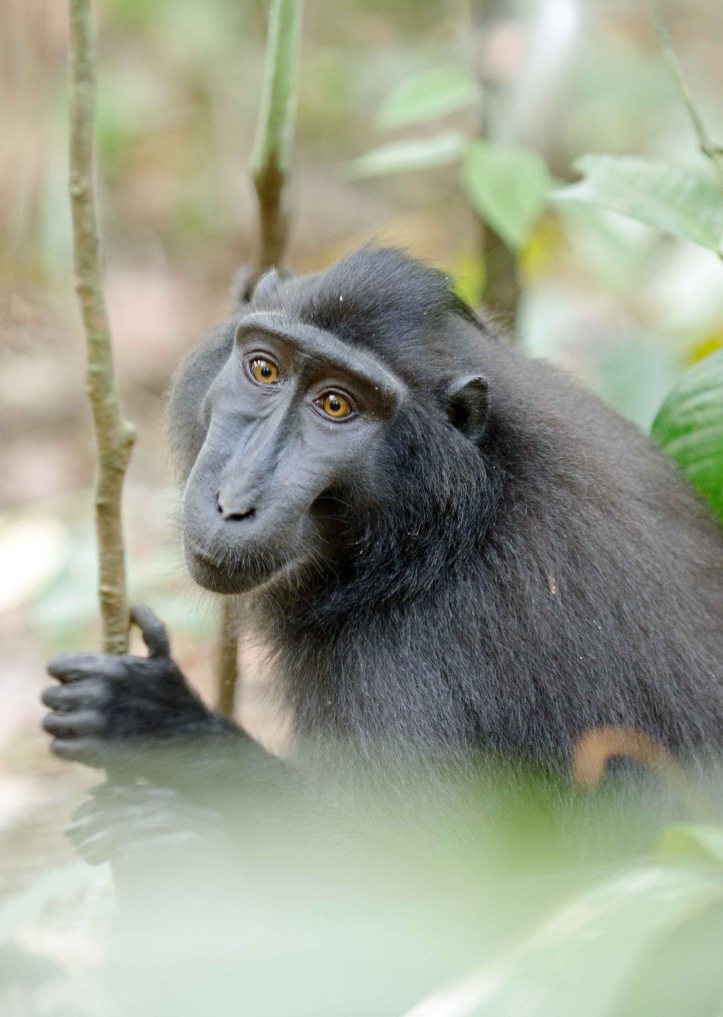Crested-black macaque peering through the leaves in Tangkoko NP, Sulawesi