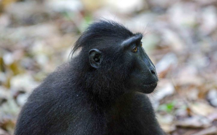  Juvenile crested-black macaque ((Macaca nigra) showing characteristic crest or quiff of hair.