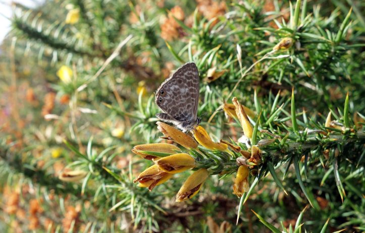  Lang's Short-tailed ble (Leptotes pirithous) 