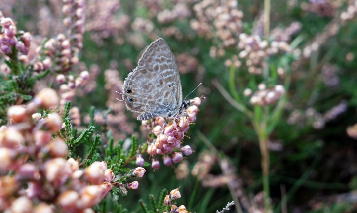 Lang's Short-tailed blue (Leptotes pirithous) male
