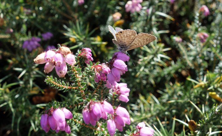 Lang's Short-tailed blue (Leptotes pirithous) on heather