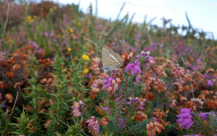 Long-tailed blue (Lampides boeticus) male