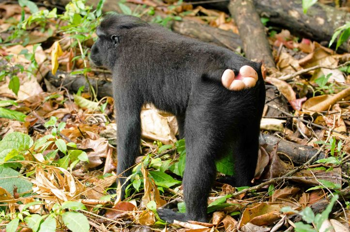 Male Juvenile crested-black macaque.