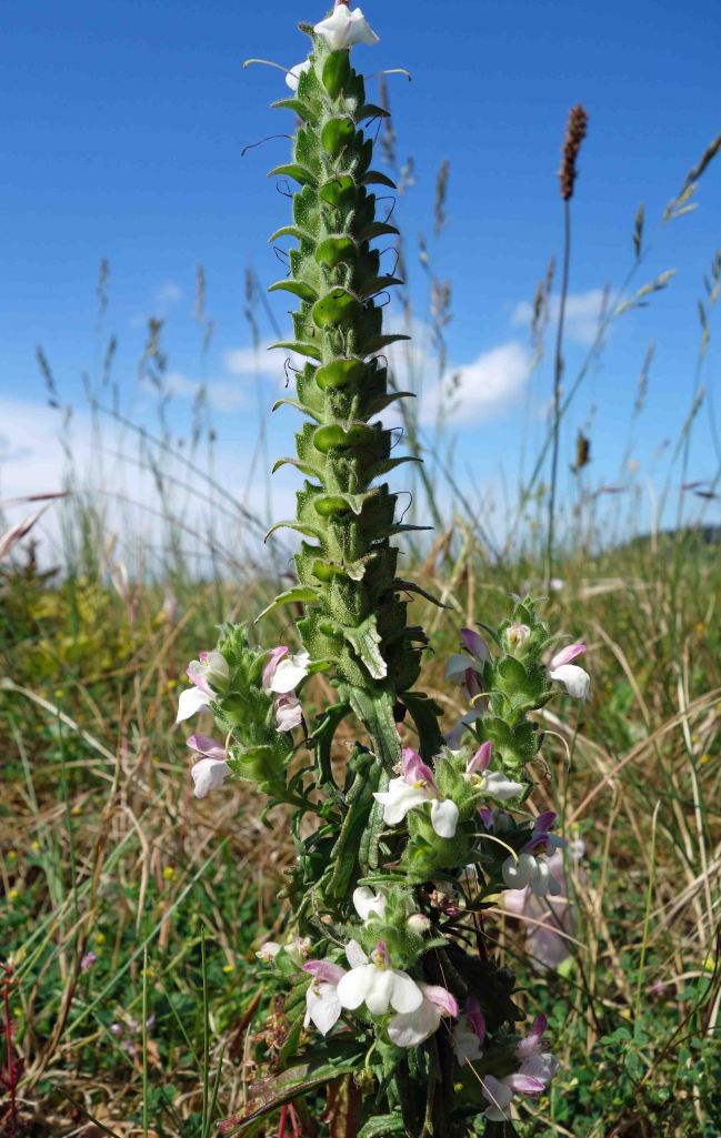 Mediterranean lineseed (Bellardia trixago)