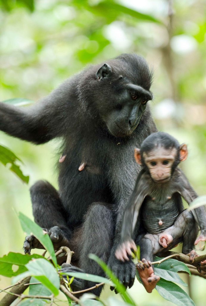  Mother with infant crested-black macaque 
