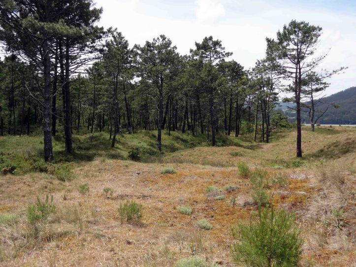 The dunes give way to a forest of pine trees behind the beach