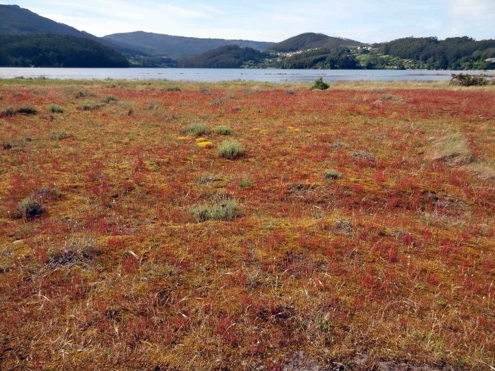 Flowering dune ecosystem in June
