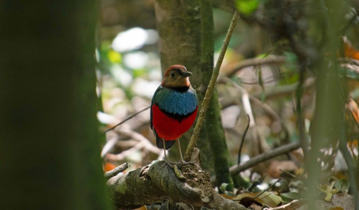 Red-bellied pitta (Pitta erythrogaster)