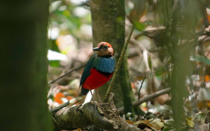 red-bellied pitta (Pitta erythrogaster)