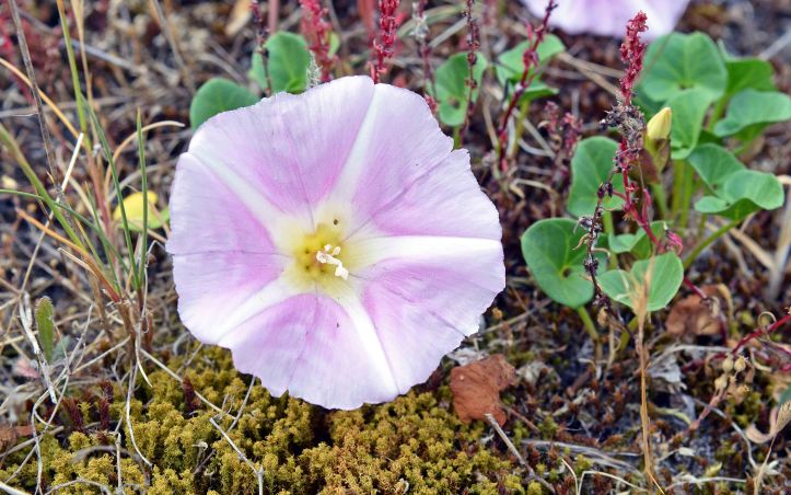  Sea bindweed (Calystegia soldanella)
