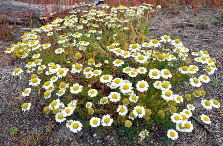 Sea Mayweed (Tripleurospermum maritimum)