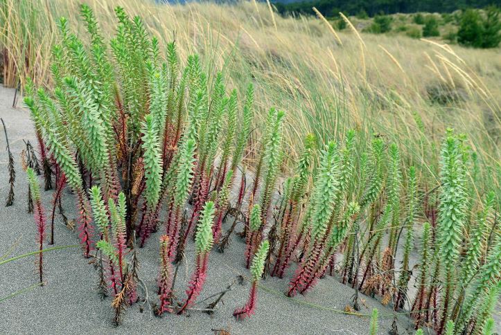 Sea Spurge (Euphorbia paralias)