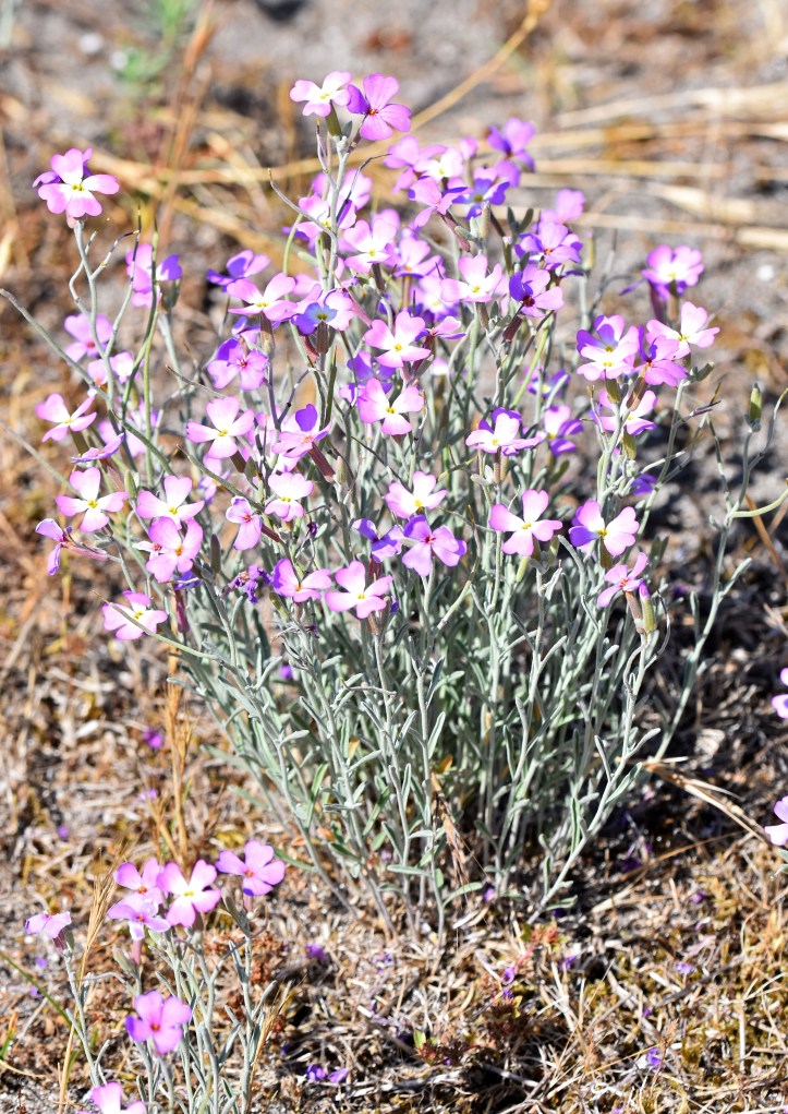 Sea Stock (Malcolmia littorea)