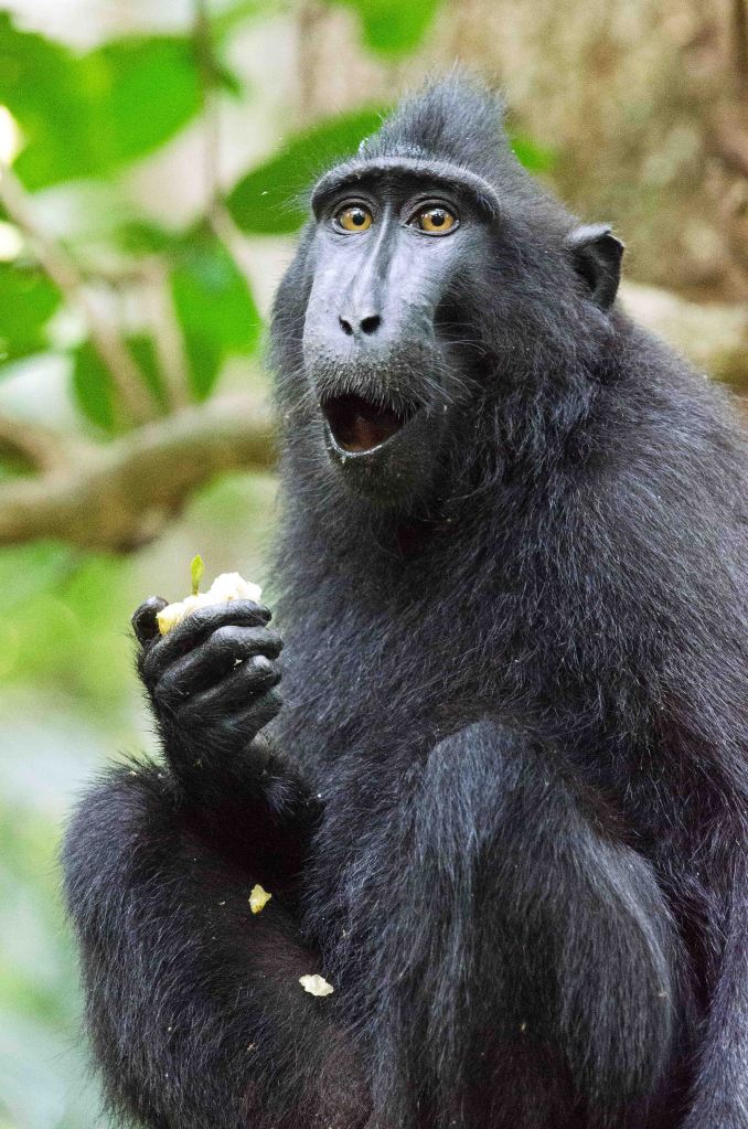 Look of surprise on  Surprised crested black macaque