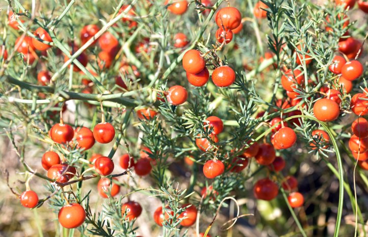 Wild asparagus (Asparagus prostratus) Morouzos 3