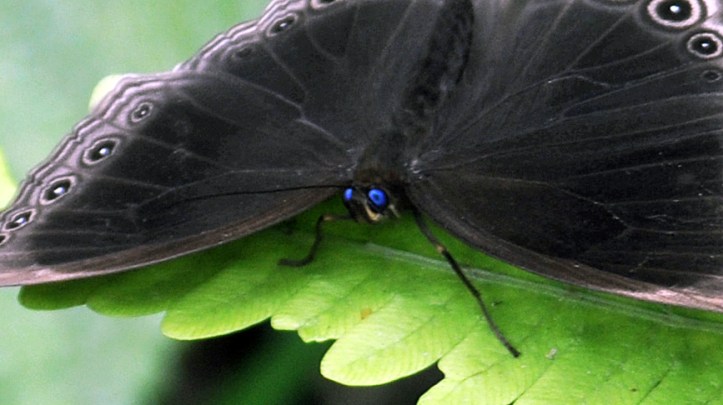 Blue eyes of Dusky Diadem, Ethope himachala