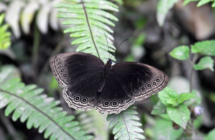 Dusky Diadem, Ethope himachala