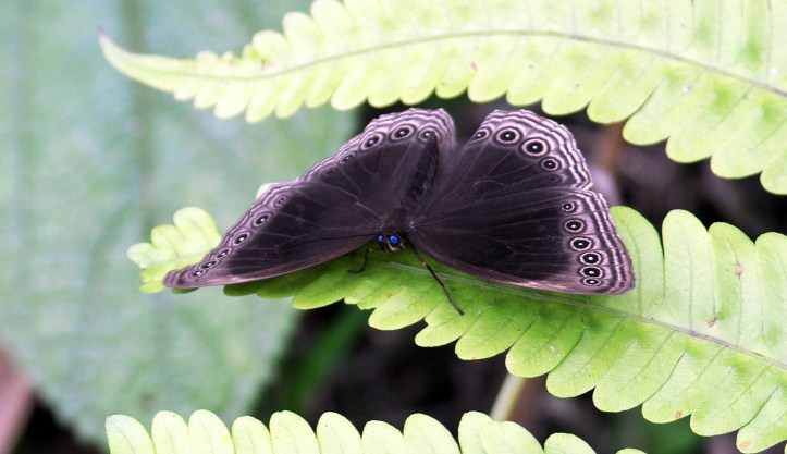 Dusky Diadem, Ethope himachala.  Arunachul Pradesh, May 2013.