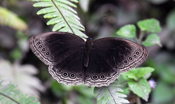Dusky Diadem, Ethope himachala, resting on a leaf. Arunachul Pradesh, May 2013.