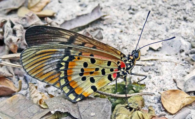 Elegant Acraea (Acraea egina) in The Gambia